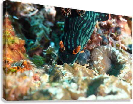 Philipines 50 Canvas Print