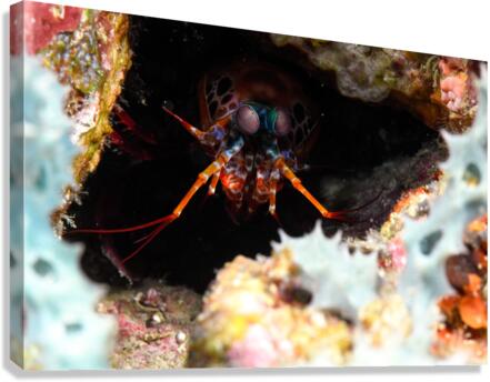 Philipines 35 Canvas Print