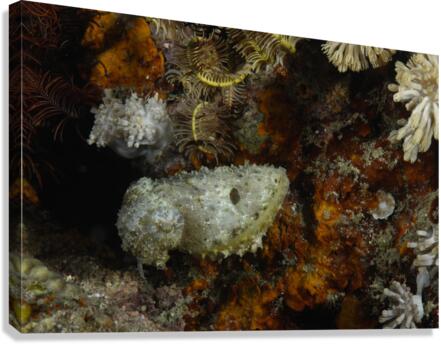 Philipines 93 Canvas Print