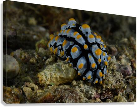 Philipines 86 Canvas Print