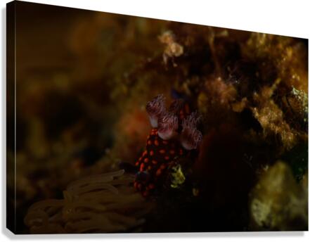 Philipines 113 Canvas Print