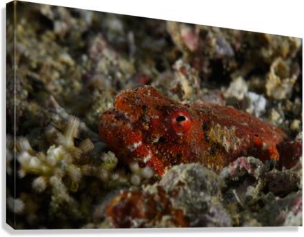 Philipines 89 Canvas Print