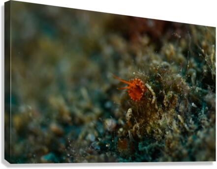 Philipines 237 Canvas Print