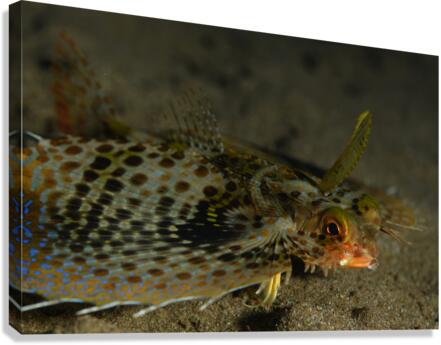Philipines 325 Canvas Print