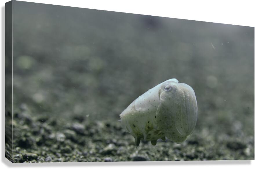 Philipines 347 Canvas Print