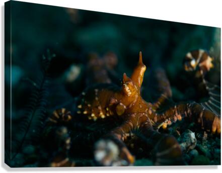 Philipines 355 Canvas Print