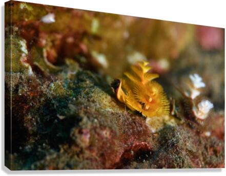 Philipines 339 Canvas Print