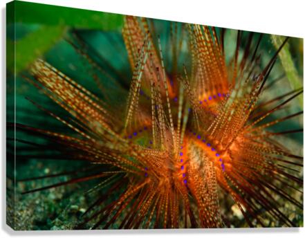 Philipines 372 Canvas Print