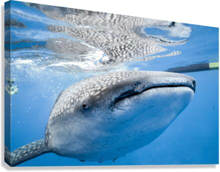 Philipines 413 Canvas Print