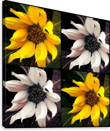 Sunflowers  Canvas Print