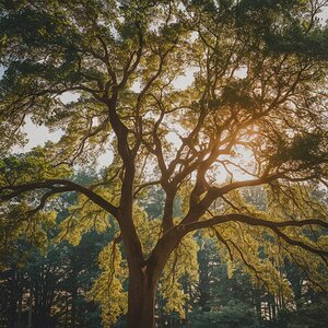 Sunlit Canopy
