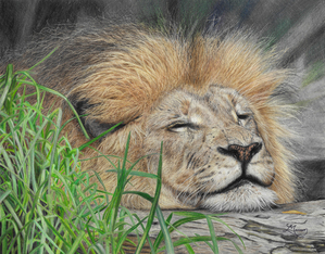 Sleeping Lion