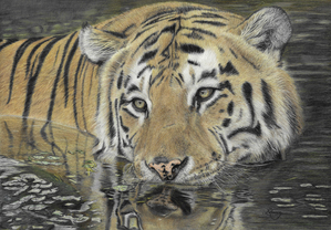 Tiger in Water