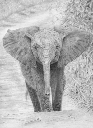 Young Elephant