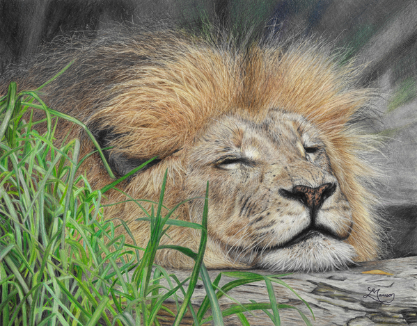 Sleeping Lion Imprimer