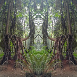 Grandmother Tree