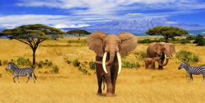 Panorama. Elephant Animals of Africa