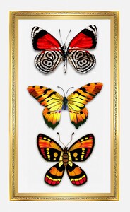 1 Butterflies Insects Wall decoration wall paintings for interior Insects 