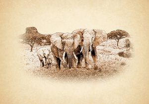 Elephants african animals elephant