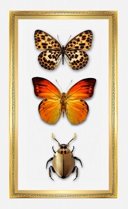 6 Butterflies Insects Wall decoration wall paintings for interior Insects 