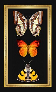 Butterflies Insects Wall decoration wall paintings for interior 6