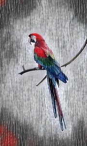Macaw parrot on a branch impression