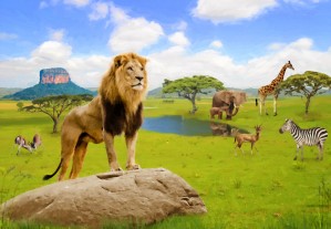 Lion animals of Africa