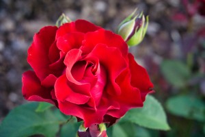 Rose Garden - No. 4