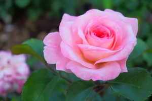 Rose Garden - No. 2