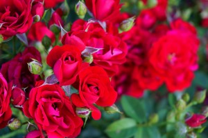Rose Garden - No. 1