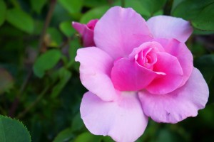 Rose Garden - No. 3