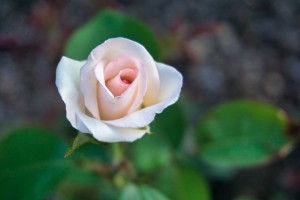 Rose Garden - No. 9
