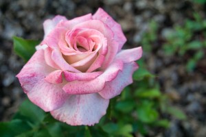 Rose Garden - No. 6