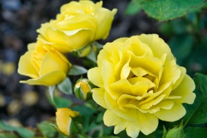 Rose Garden - No. 5