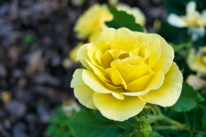 Rose Garden - No. 8