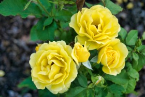 Rose Garden - No. 7