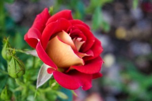 Rose Garden - No. 10