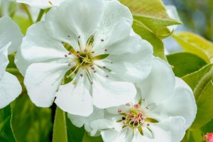 Pear Blossom - No. 1