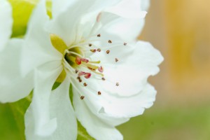 Pear Blossom - No. 2