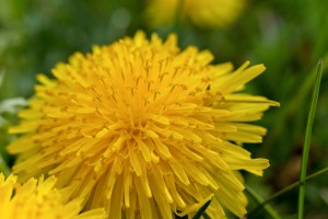 Dandelion - Plain and Simple