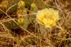 Cactus Flower in the Desert