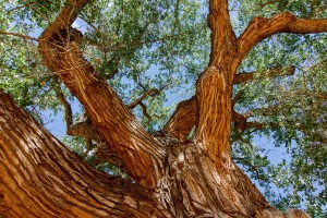 Old Cottonwood Tree in the Desert