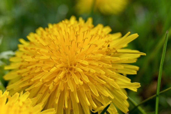 Dandelion - Plain and Simple Print