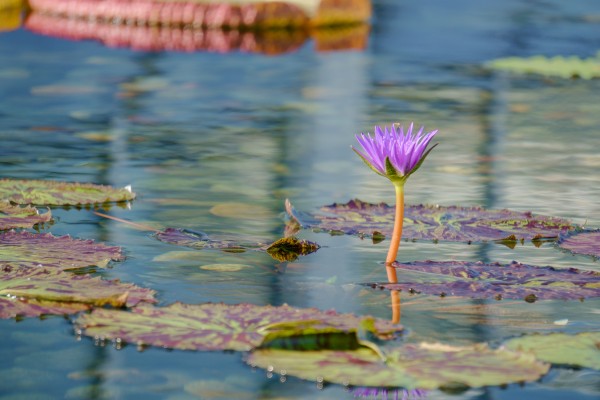 Como Conservatory - No. 1 by RDCushing