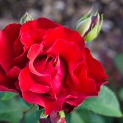 Rose Garden - No. 4