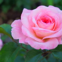 Rose Garden - No. 2