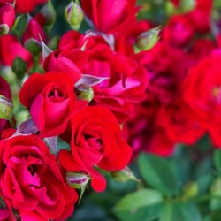 Rose Garden - No. 1