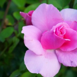 Rose Garden - No. 3