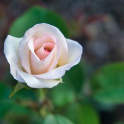 Rose Garden - No. 9
