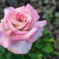Rose Garden - No. 6